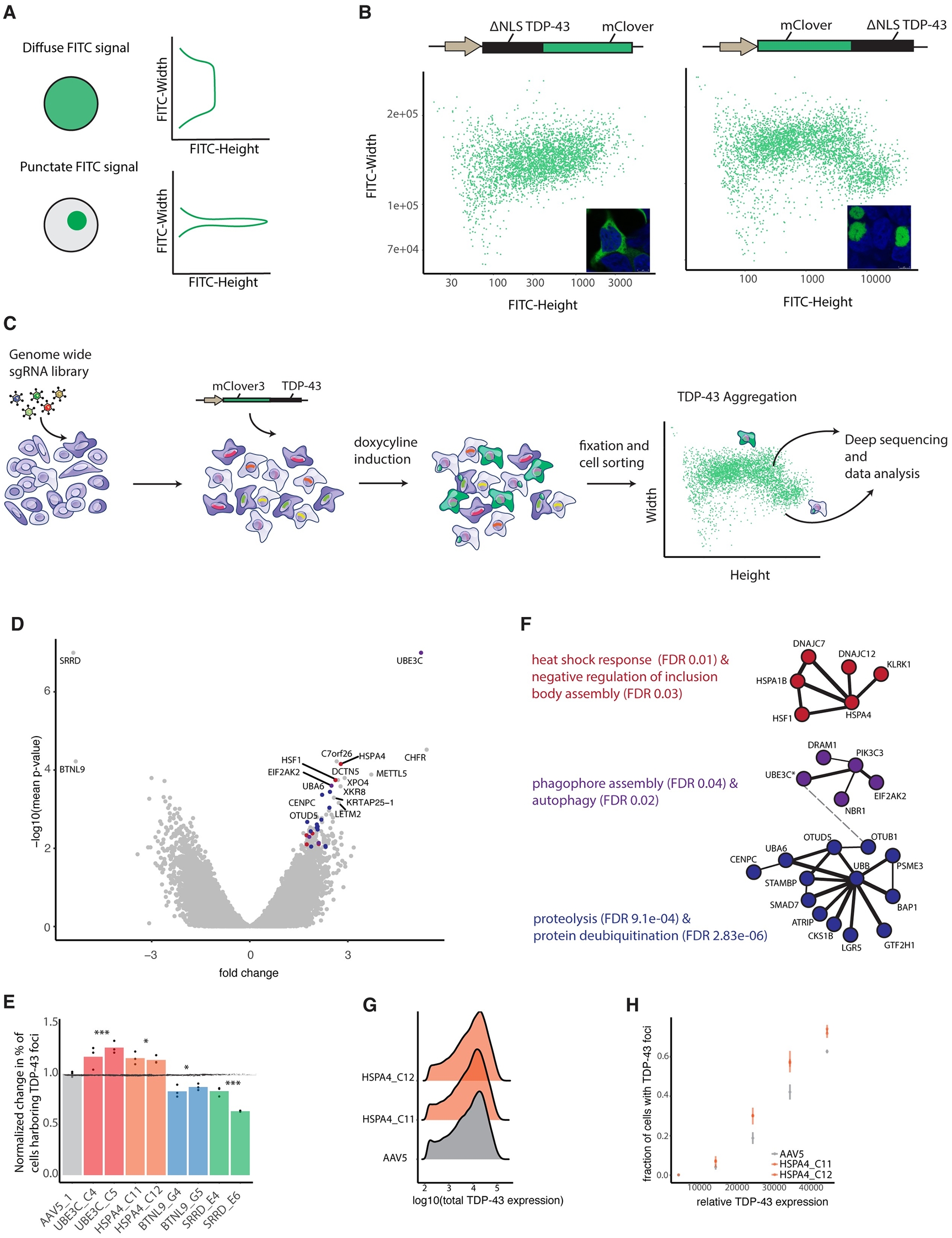 PulSA combined with CRISPR genome-wide screening for the formation mechanism of protein inclusion bodies. (OA Literature)